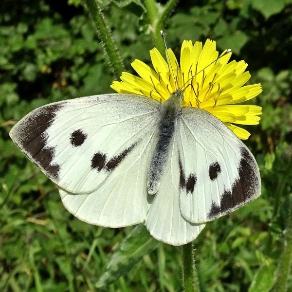 Large White (f) 24Aug19 - Dave Miller